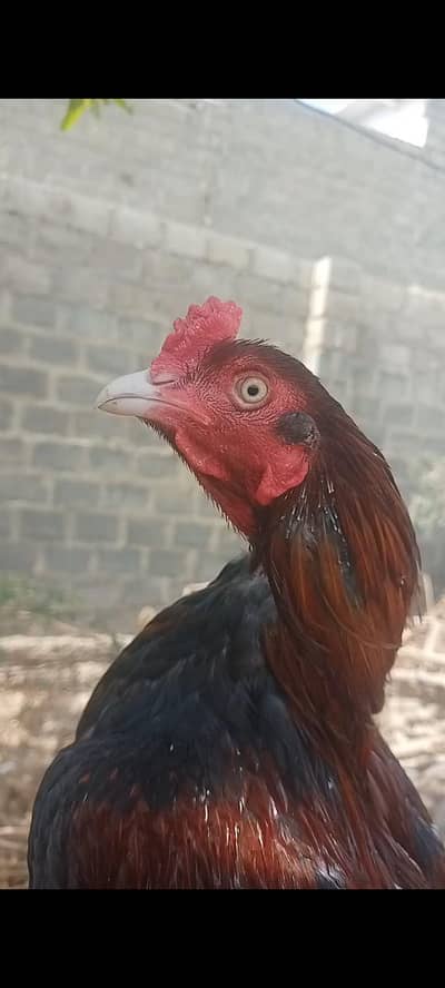 اصیل مرغا