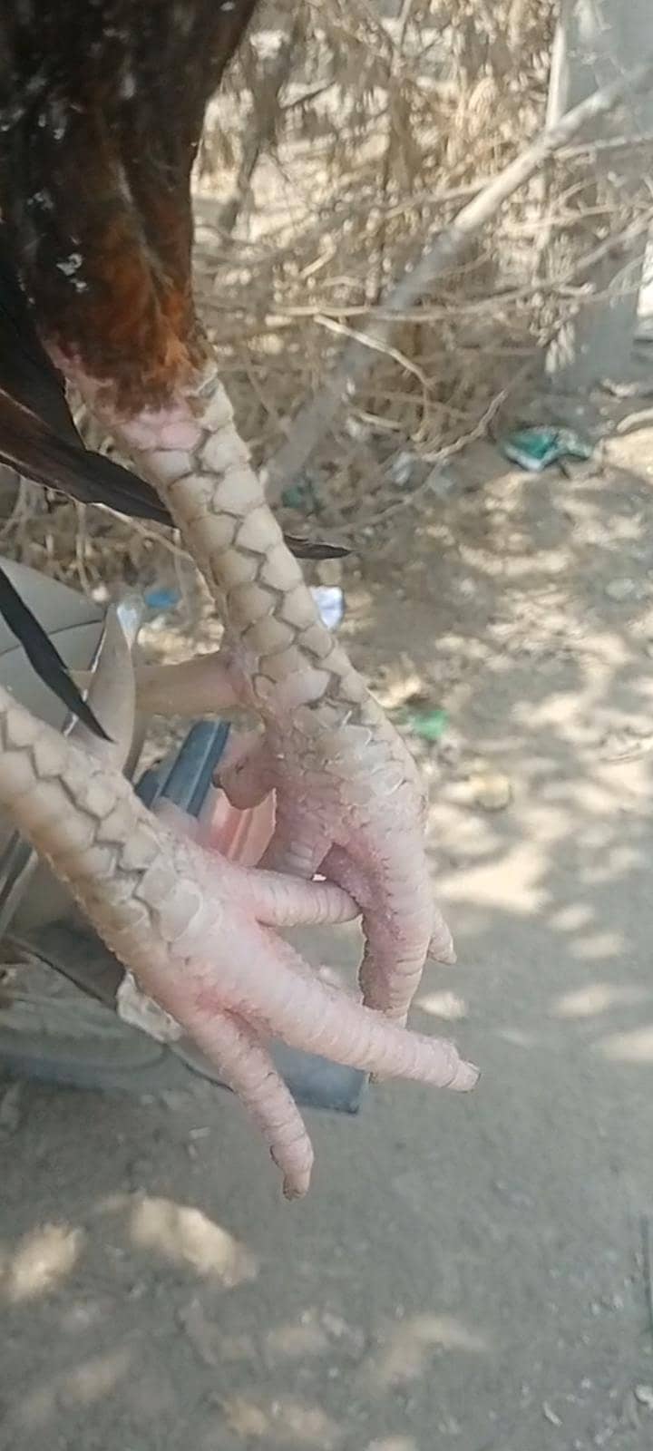 اصیل مرغا 1