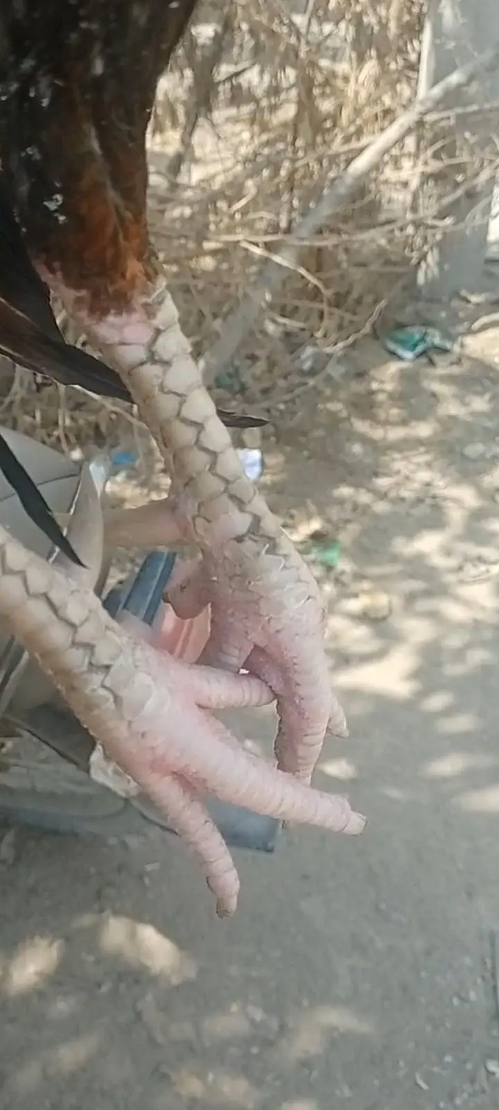 اصیل مرغا — photo 2