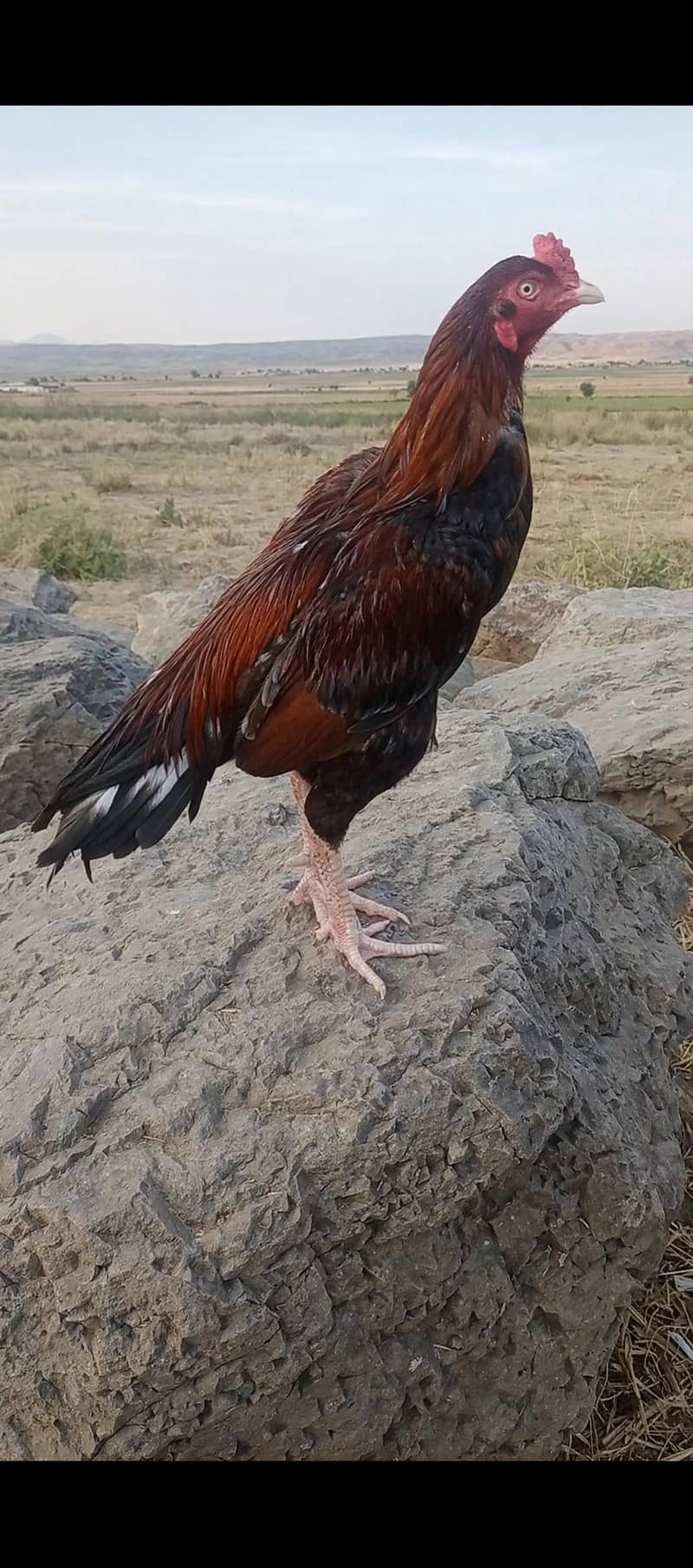 اصیل مرغا 2