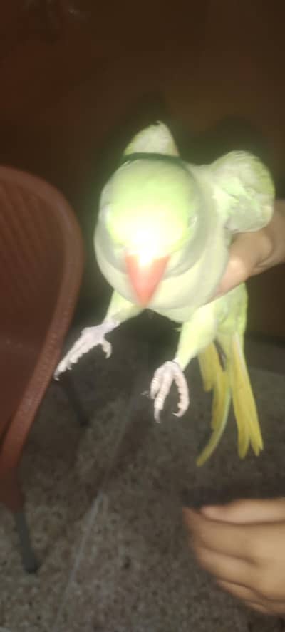 parrot for sale healthy and beautiful