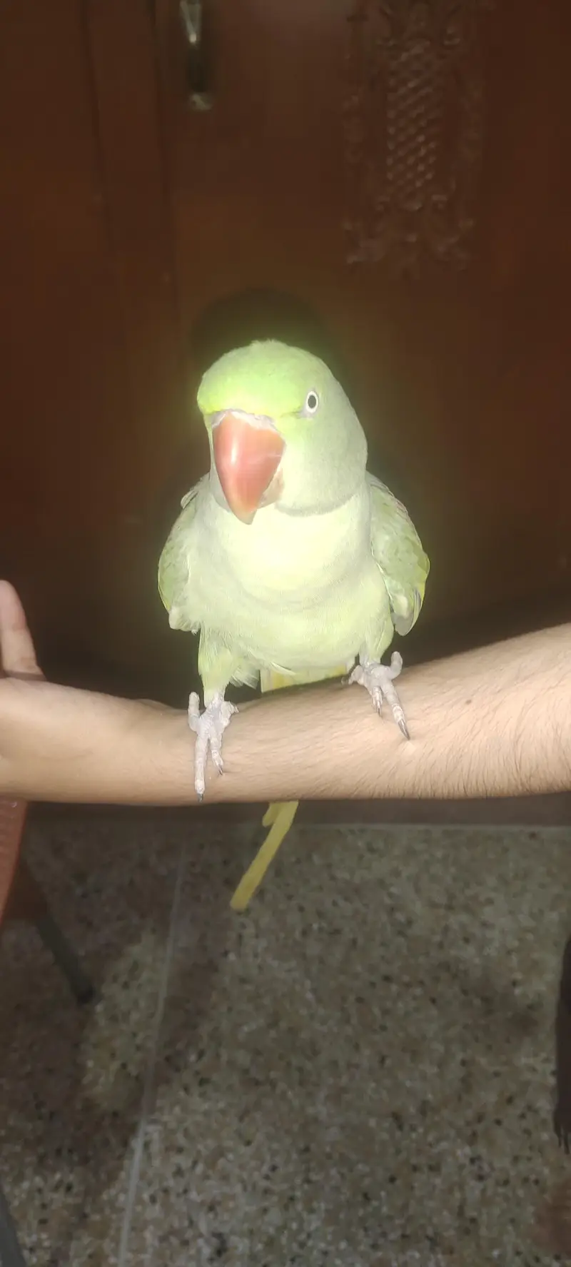 parrot for sale healthy and beautiful — photo 2