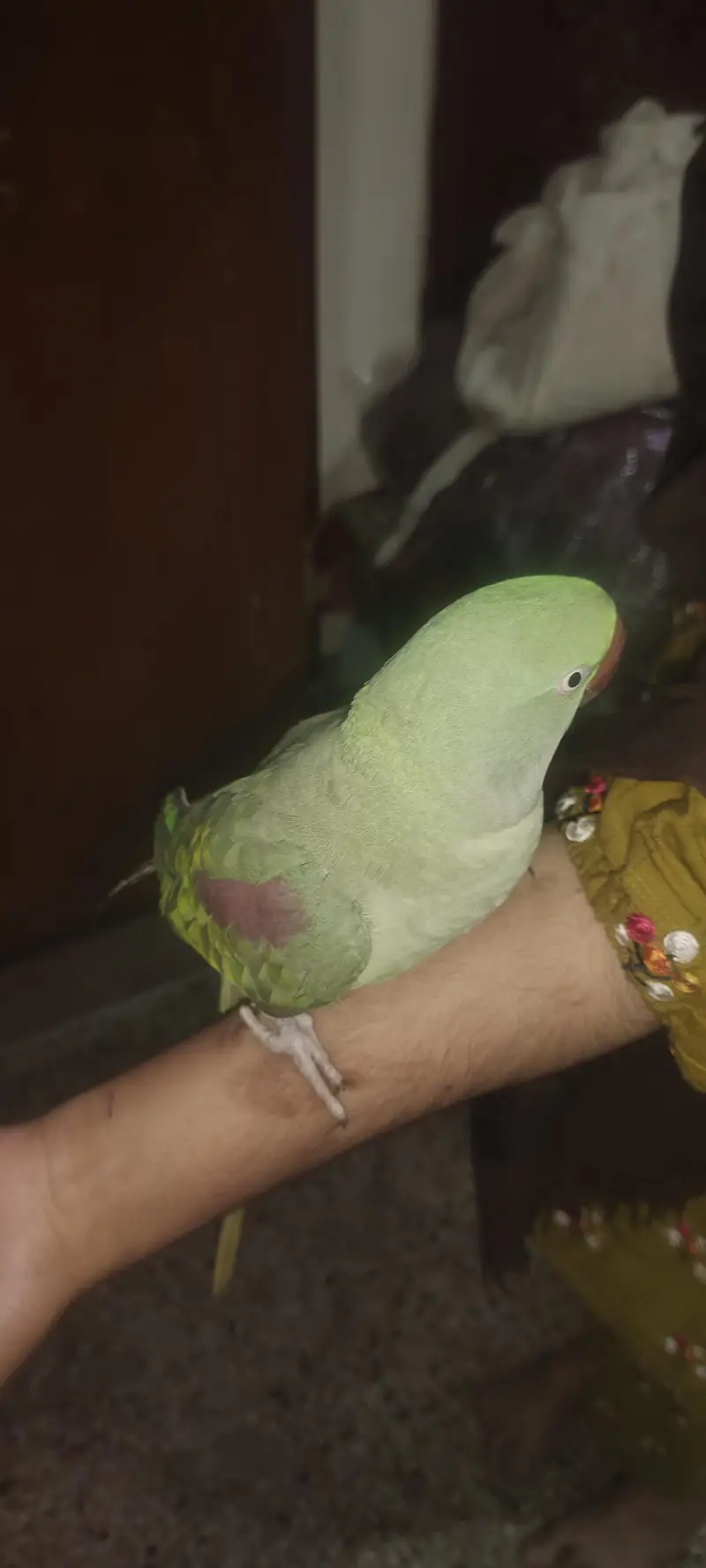 parrot for sale healthy and beautiful — photo 3