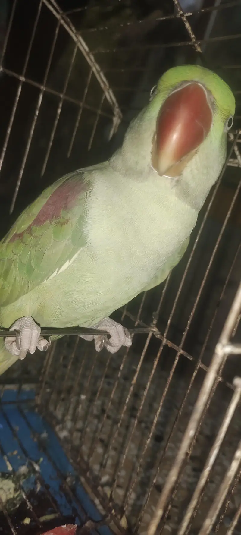 parrot for sale healthy and beautiful — photo 4