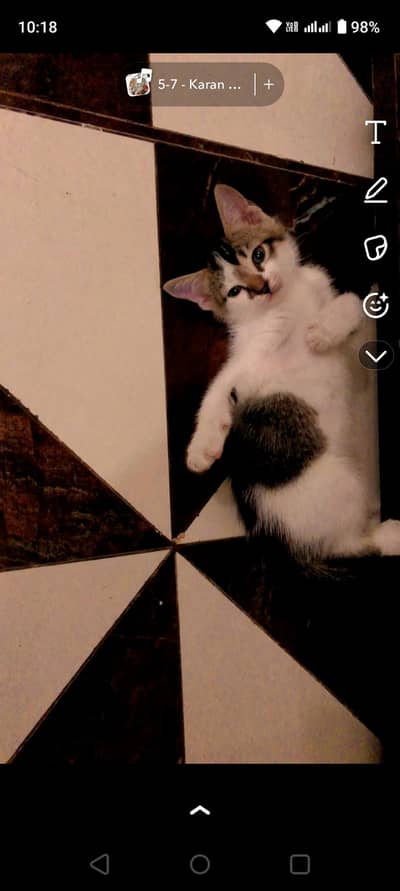 Female kitten available for adoption