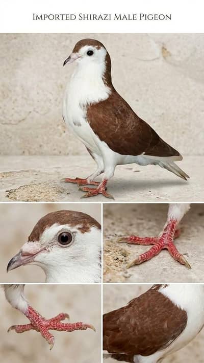 pigeon