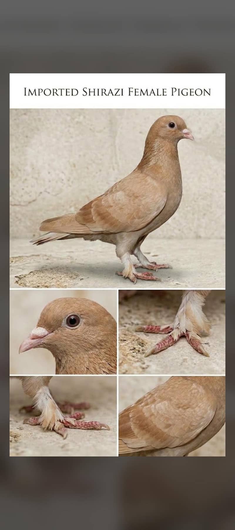 pigeon 1
