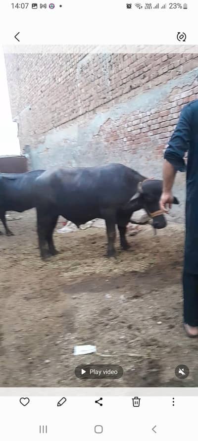 Breeding Bull 2 teeth Donda دوندا جھوٹا پیور نیلی عارف والا بریڈ