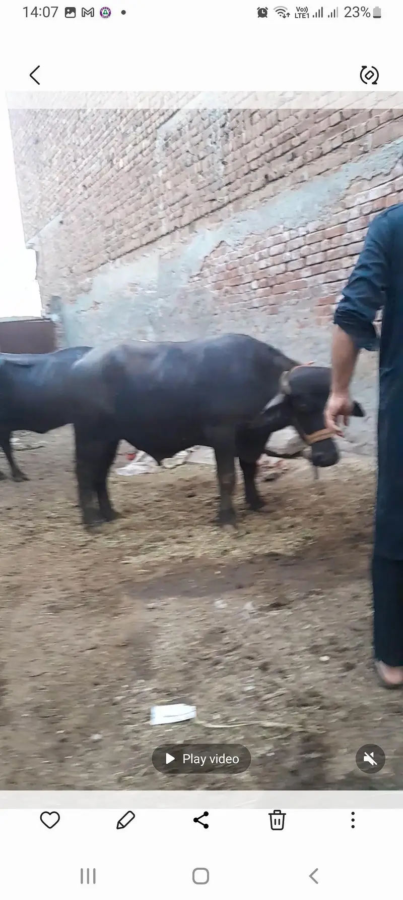 Breeding Bull 2 teeth Donda دوندا جھوٹا پیور نیلی عارف والا بریڈ