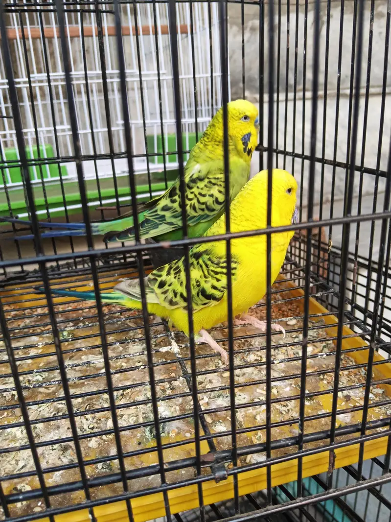 under exi breeder pair — photo 2