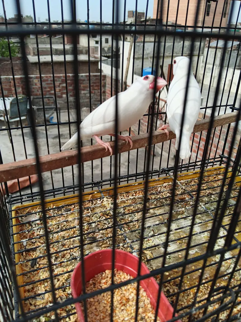 under exi breeder pair — photo 3