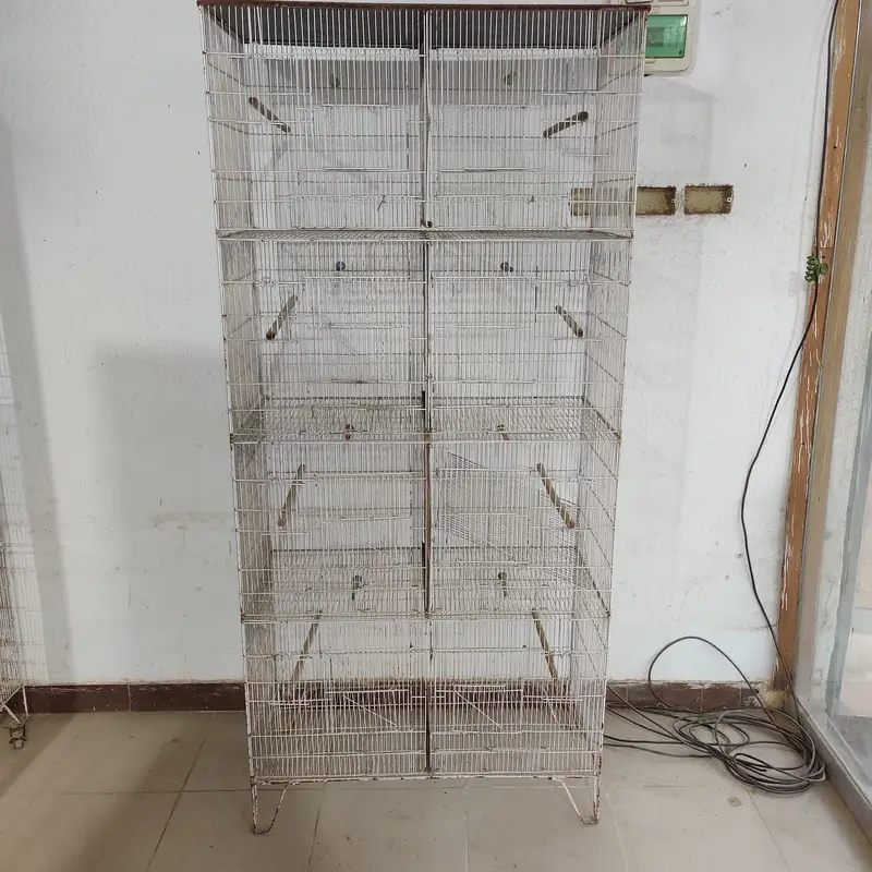 Birds Cage