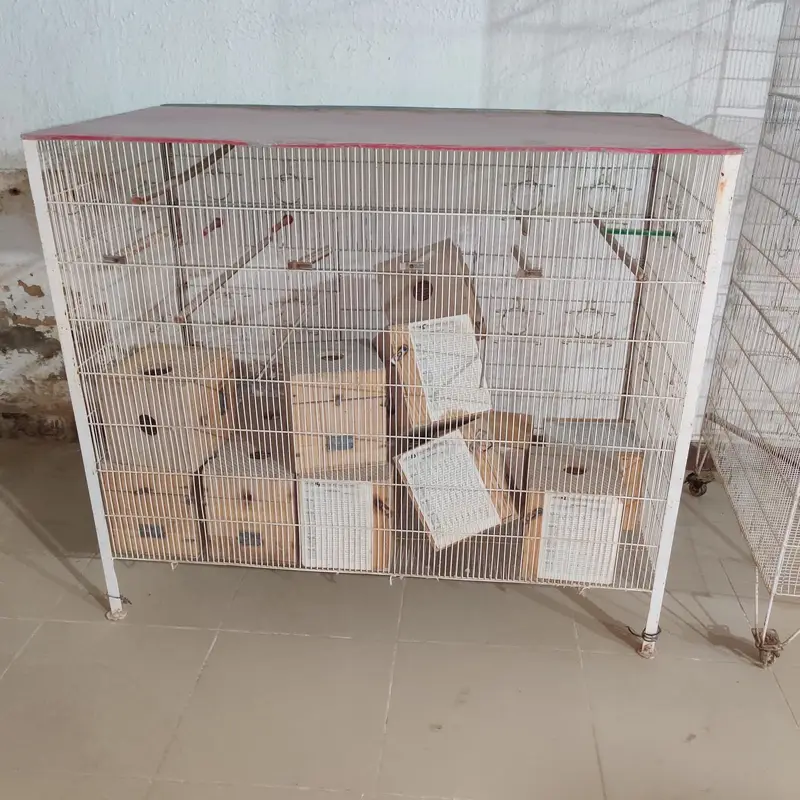 Birds Cage — photo 5