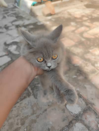 Persian cats