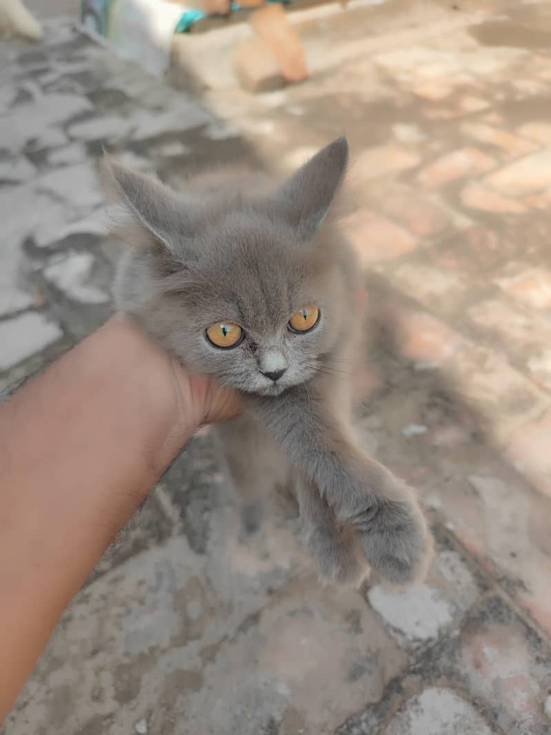 Persian cats 0