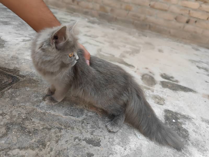 Persian cats 1