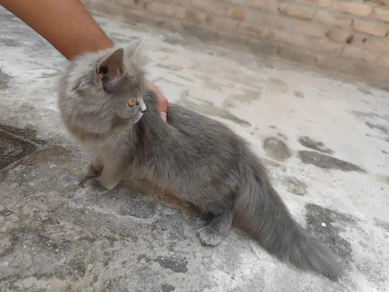 Persian cats — photo 2