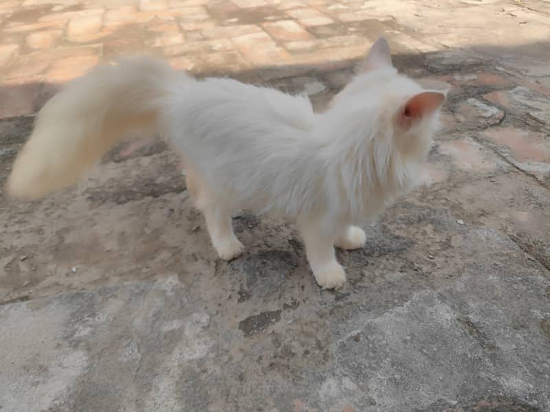 Persian cats 2