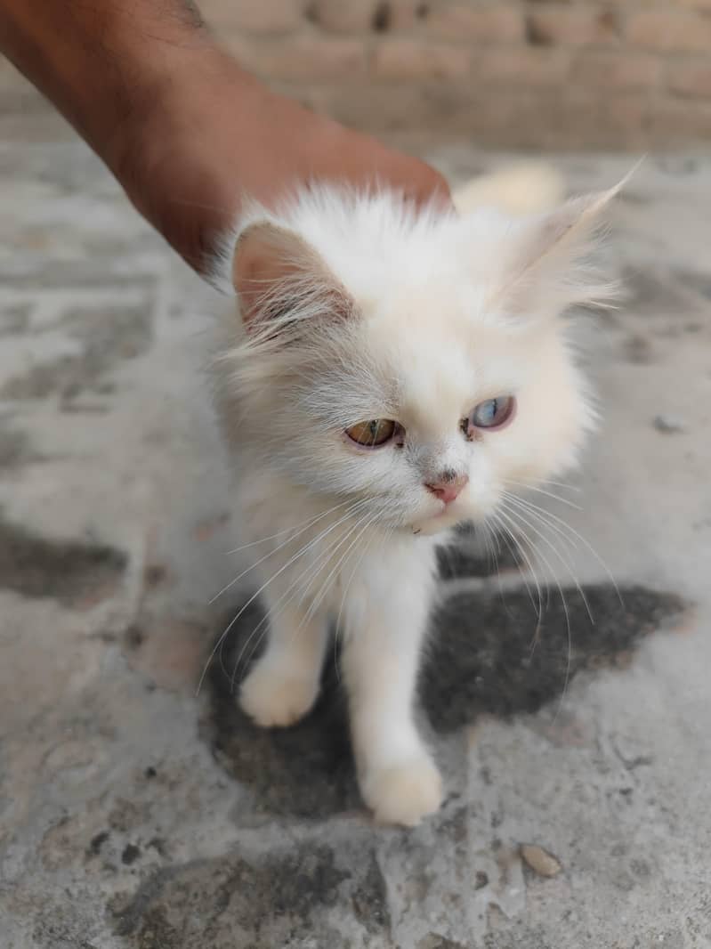 Persian cats 3