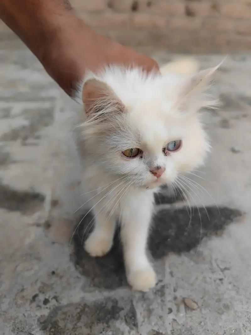 Persian cats — photo 4