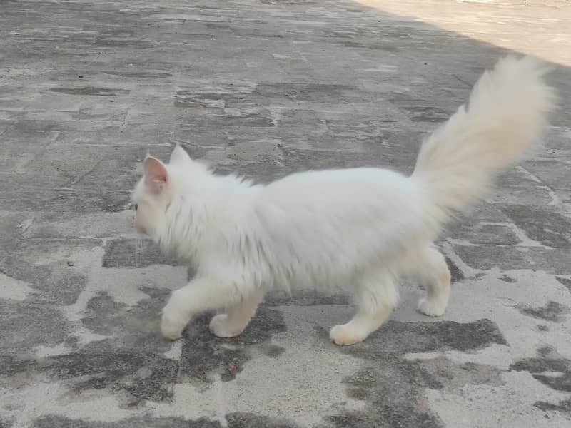 Persian cats 4