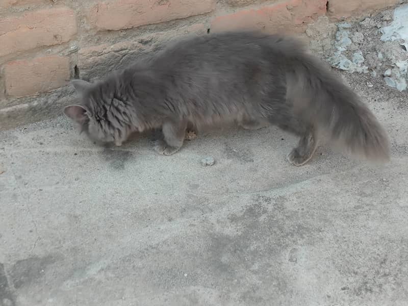 Persian cats 5