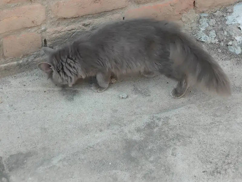 Persian cats — photo 6