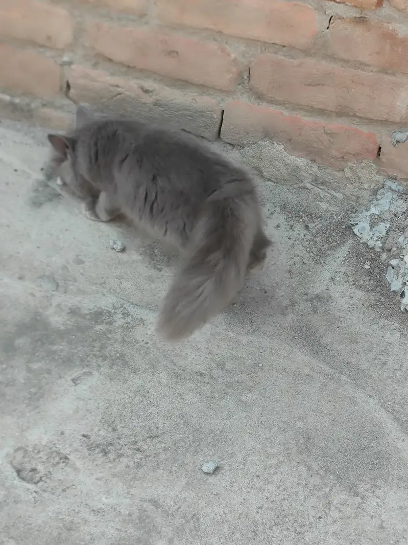 Persian cats — photo 7