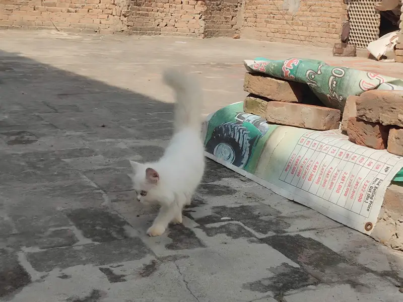 Persian cats — photo 9