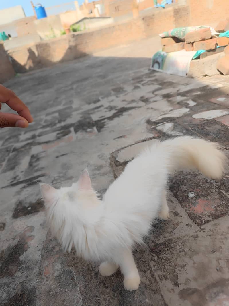 Persian cats 9