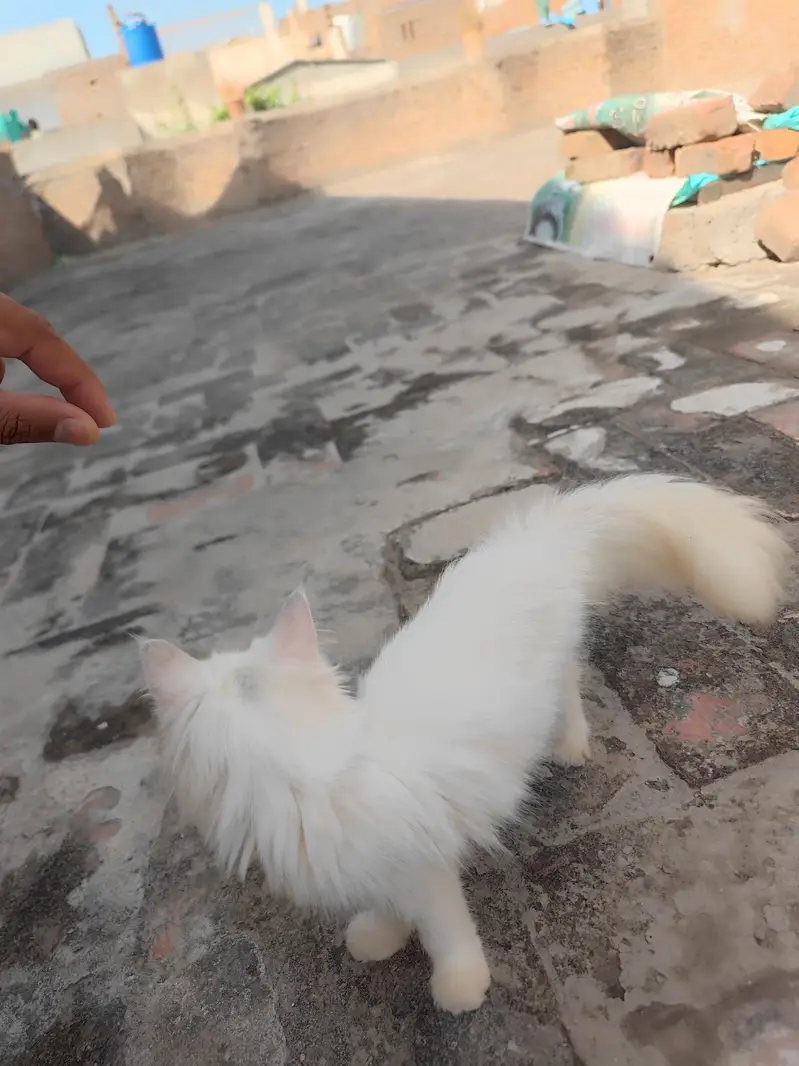 Persian cats — photo 10