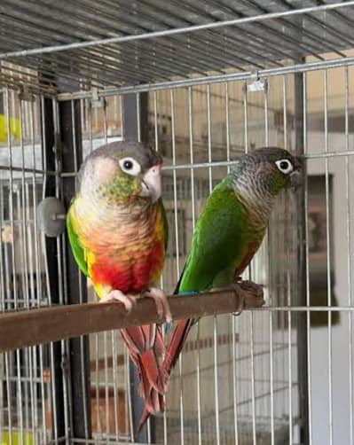 canure breeder pair exchange possible with raw