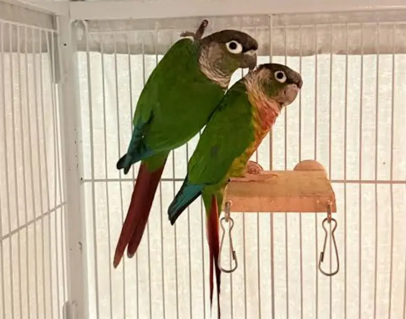 canure breeder pair exchange possible with raw — photo 2