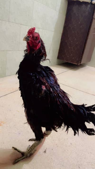 Blck Aseel Murga For Sale