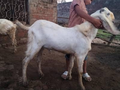 rajanpori Bakra