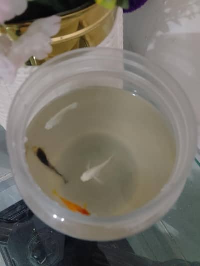 5 molly fishes