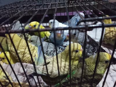 budgies pathay