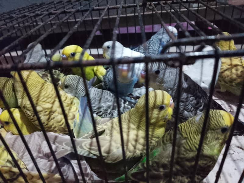 budgies pathay 0