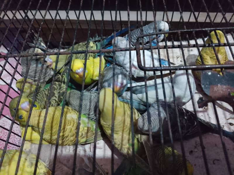 budgies pathay 1