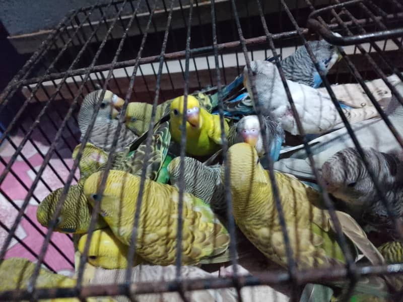 budgies pathay 2