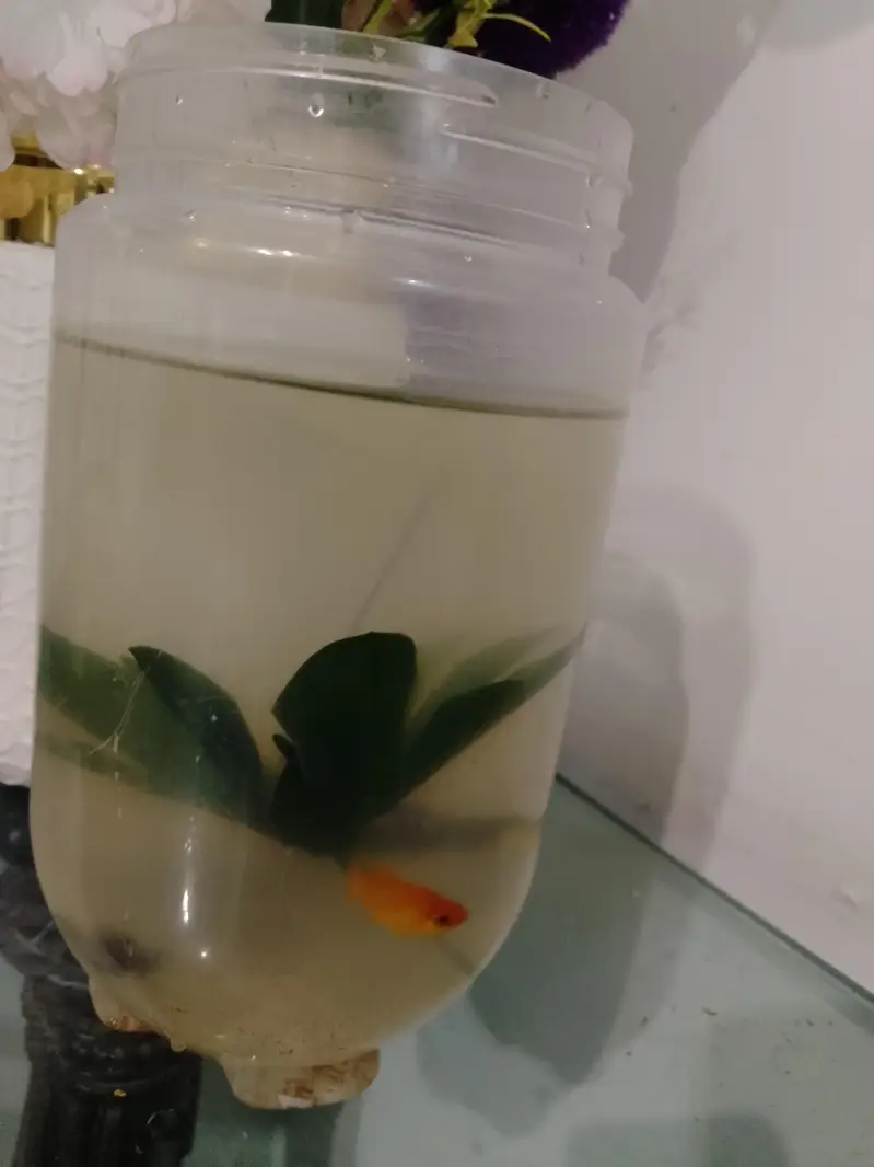 5 molly fishes — photo 2
