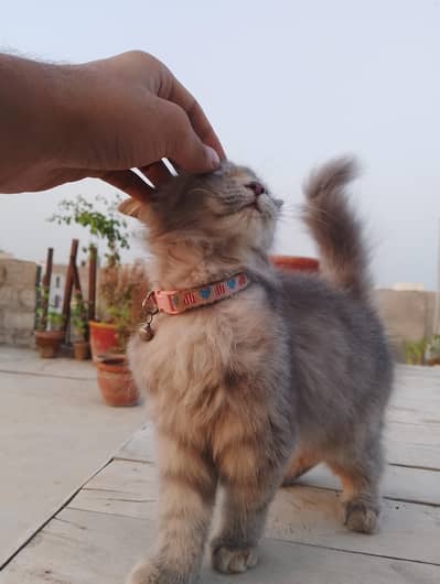 grey persian kitten