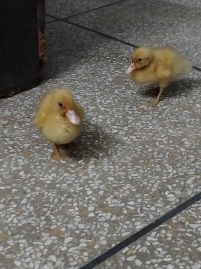Ducklings/Ducks baby Full Healthy & Active