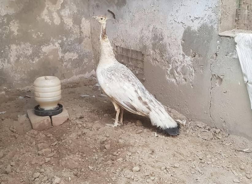 bareedr black shoulder female for sale 0