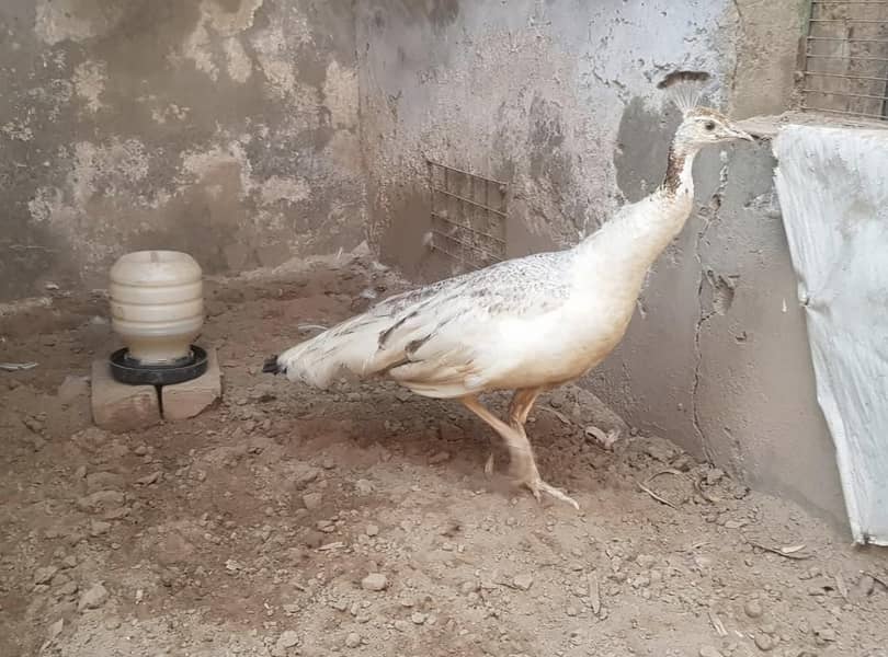 bareedr black shoulder female for sale 1