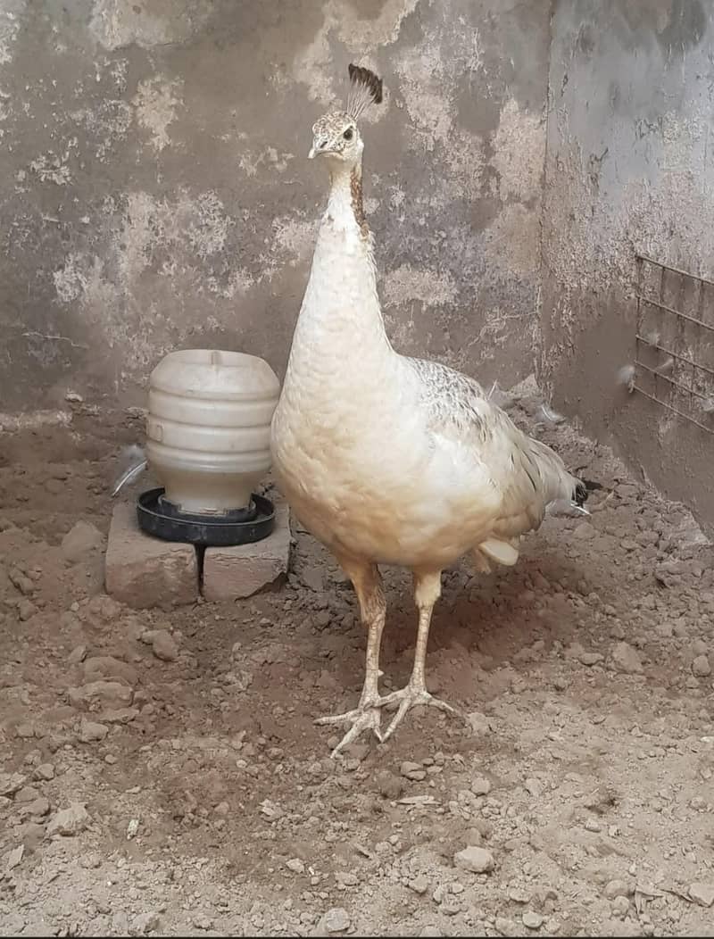 bareedr black shoulder female for sale 2