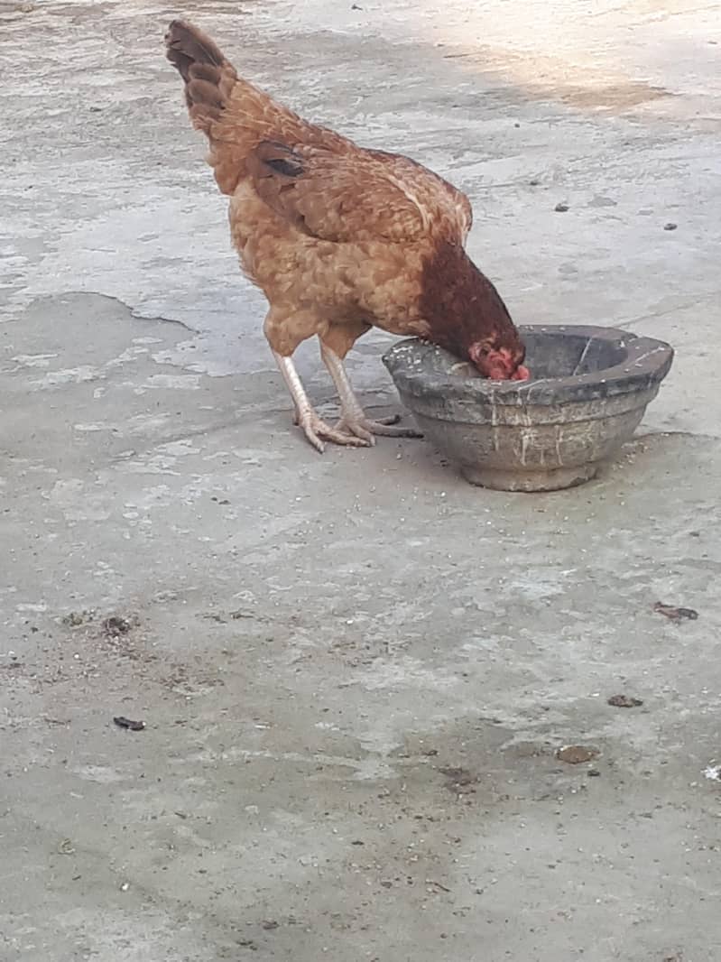 eggs machine 0