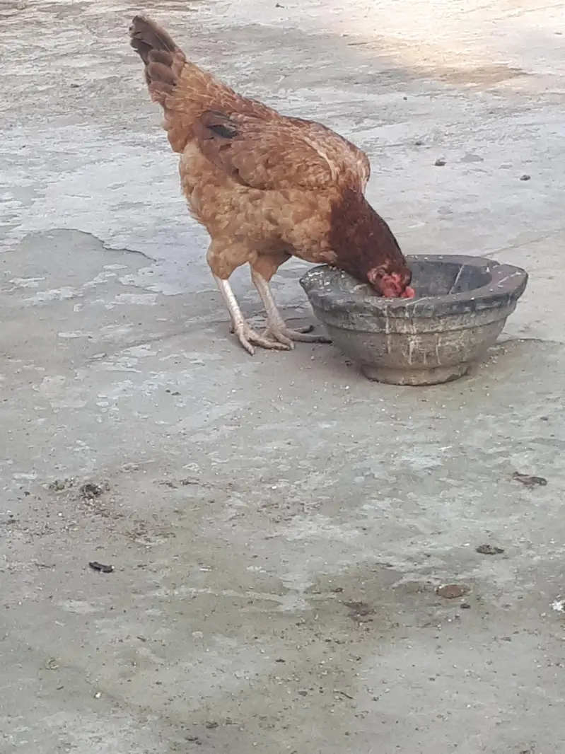 Pure desi hen for sale — photo 2