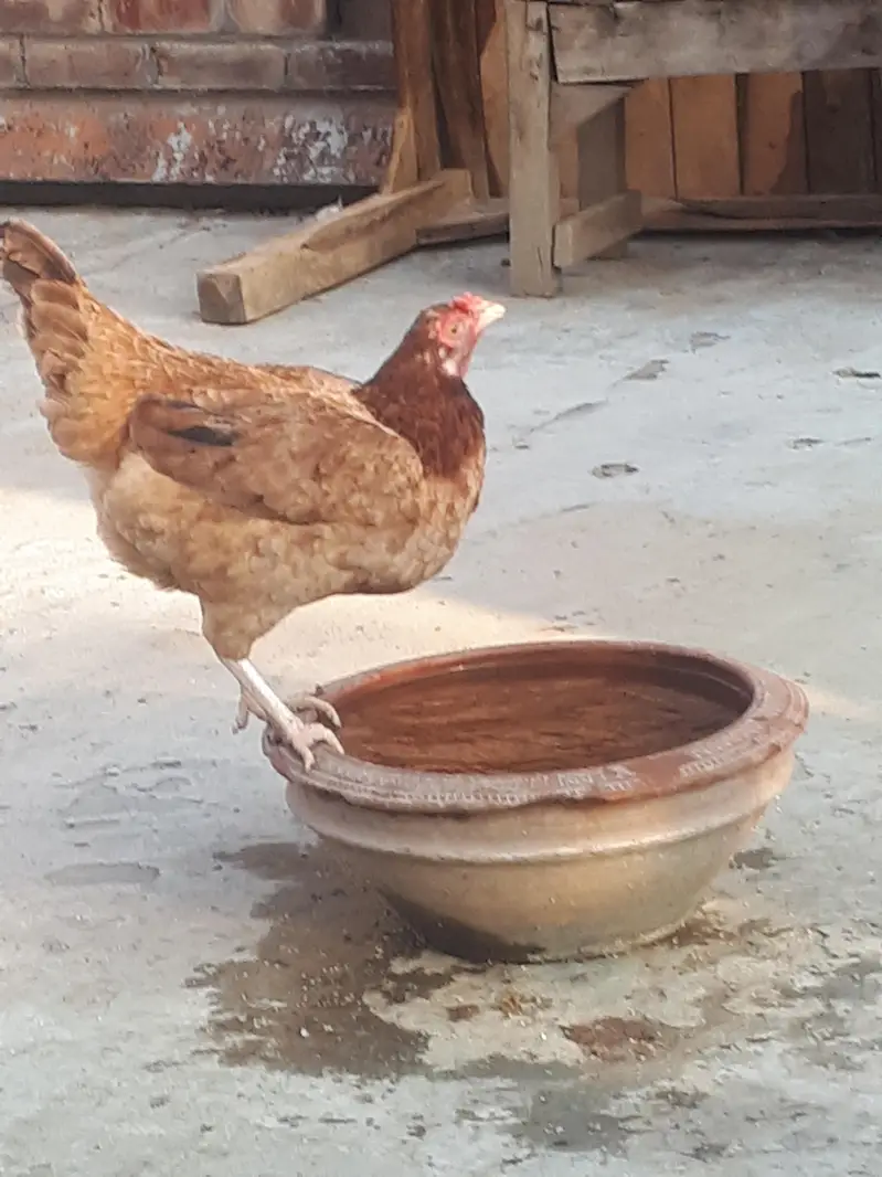 Pure desi hen for sale — photo 3