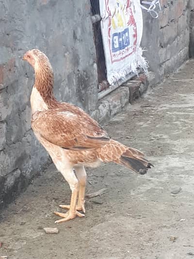 Pure desi hen for sale
